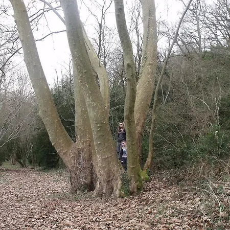 Des Ribieres Kemp 3*